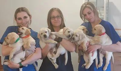 Gabinet Weterynaryjny Tygrysek Izabela Stanek